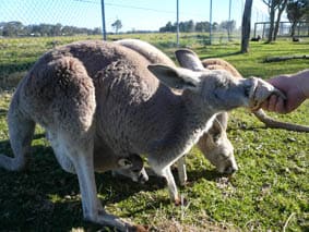 Hand feeding a kangaroo while her baby peeks from her pouch.