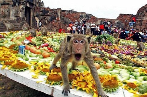Monkey buffet Thailand