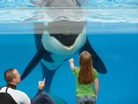 Shamu