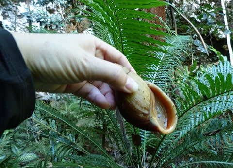 Isle of Pines snail